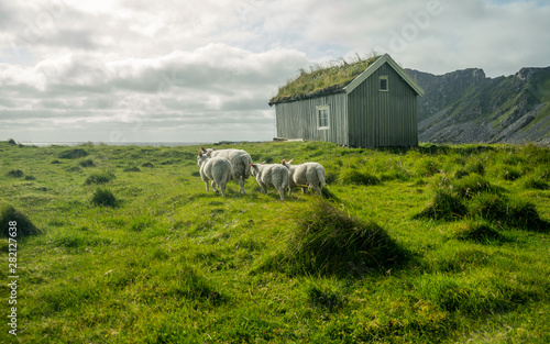  Sheeps in meadow on green grass in background typical Norwegian house. House with grass on the roof. Beautiful colored. Located near Hoyvika beach in Norway, Lofoten islands photo