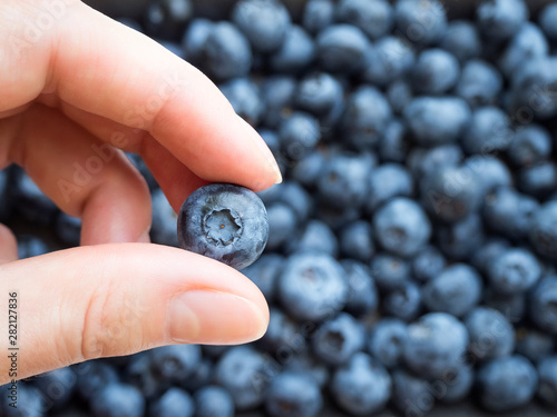 one ripe blueberry in hands on the background of a lot of blueberries