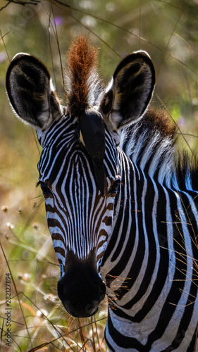 Bird meet Zebra