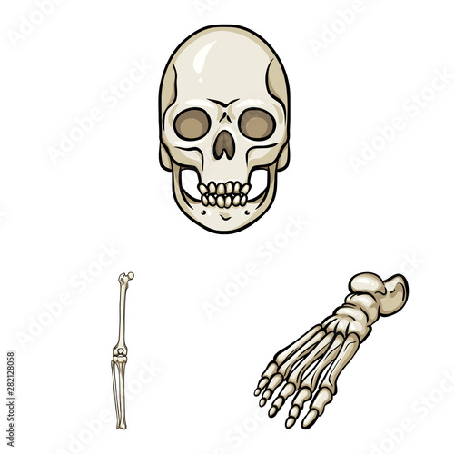 Isolated object of bone and skeleton sign. Collection of bone and human stock vector illustration.