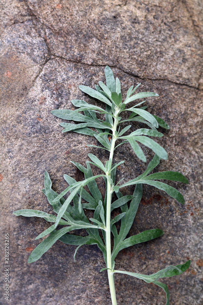 Branch of bitter wormwood on a stone texura Branch of bitter wormwood on a stone texura