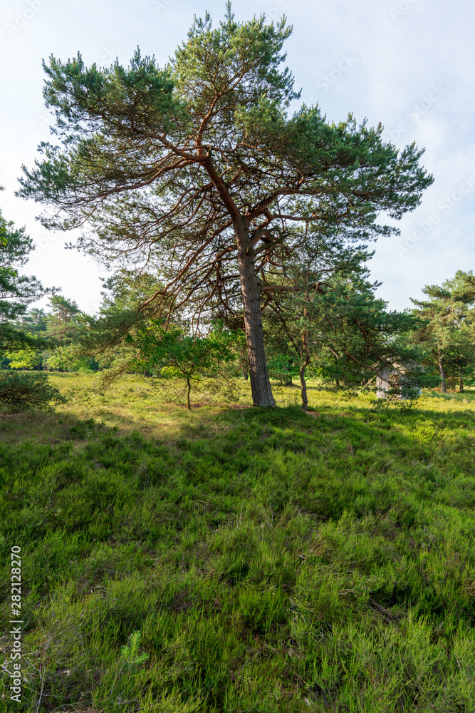 Behringer Heide in der Lüneburger Heide