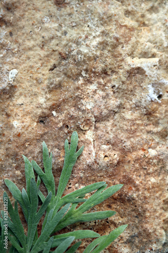 Branch of bitter wormwood on a stone texura photo