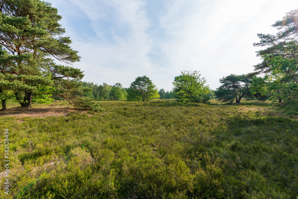 Behringer Heide in der Lüneburger Heide Behringer Heide in der Lüneburger Heide