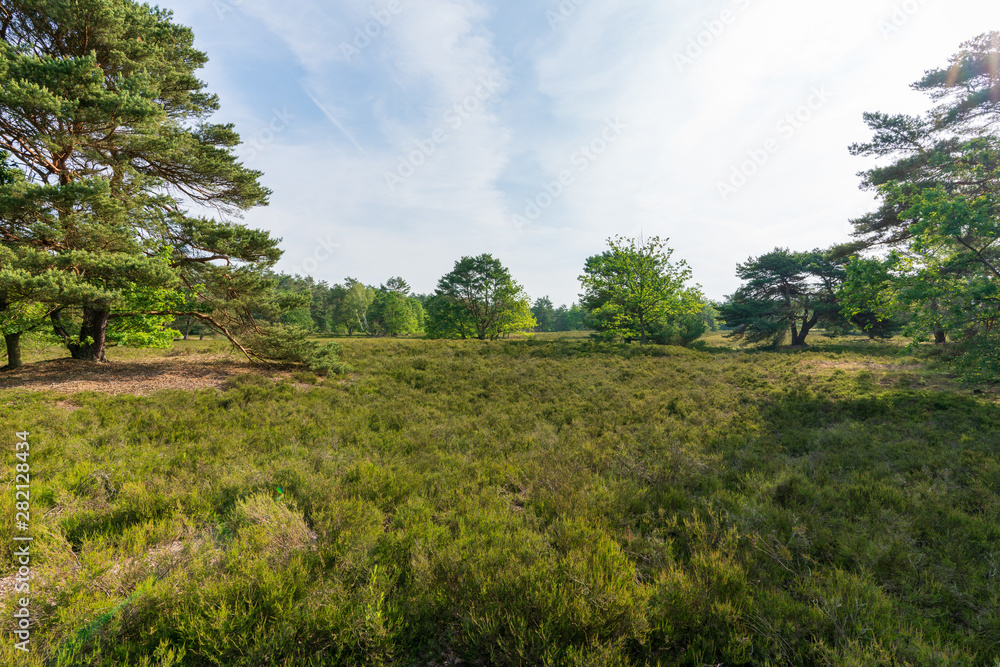 Behringer Heide in der Lüneburger Heide