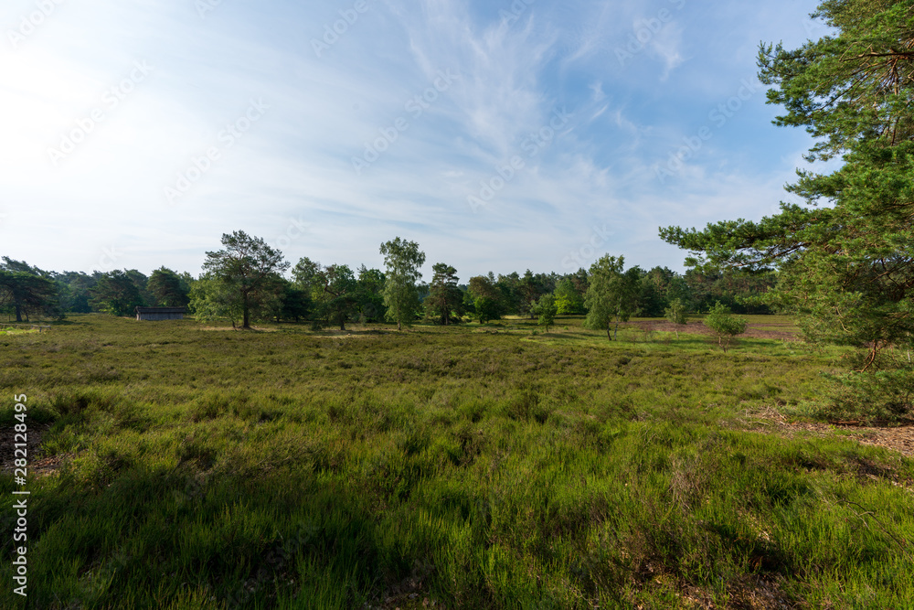 Behringer Heide in der Lüneburger Heide