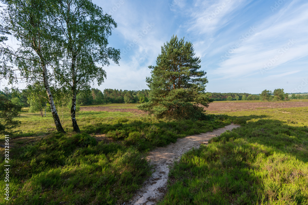 Behringer Heide in der Lüneburger Heide Wanderweg Behringer Heide in der Lüneburger Heide Wanderweg