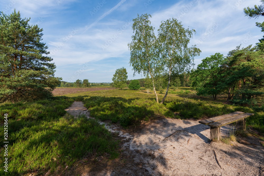 Behringer Heide in der Lüneburger Heide Wanderweg