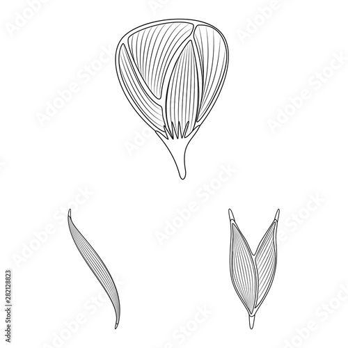 Vector design of fiber and muscular symbol. Collection of fiber and body stock vector illustration.