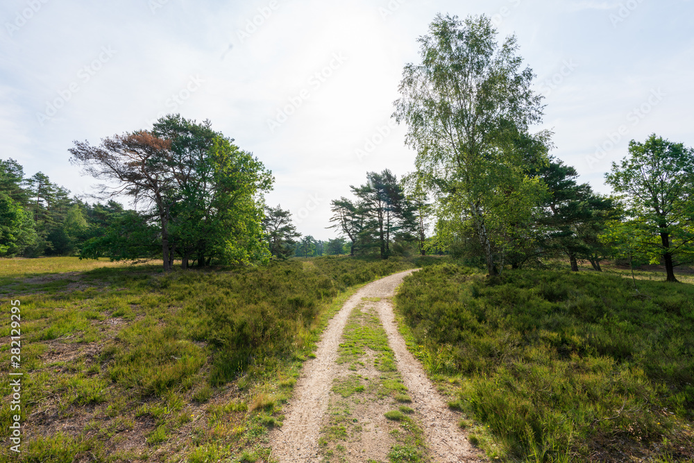 Behringer Heide in der Lüneburger Heide