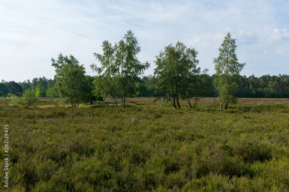 Behringer Heide in der Lüneburger Heide Behringer Heide in der Lüneburger Heide