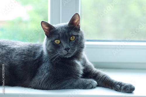 Gray cat lying on a white window indoors. Close-up.