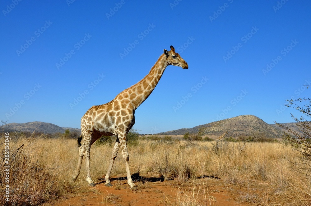 Obraz premium Giraffe