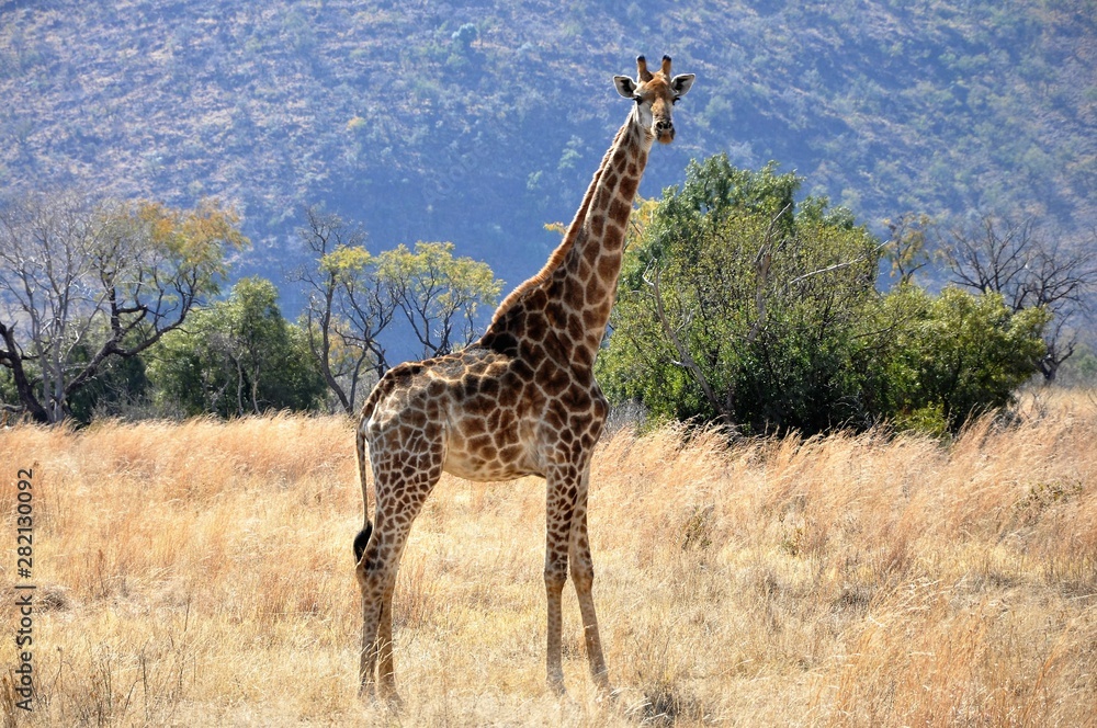 Obraz premium Giraffe