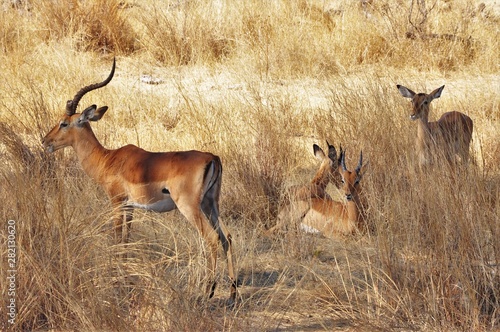 Impala