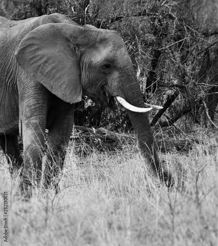 Elefant