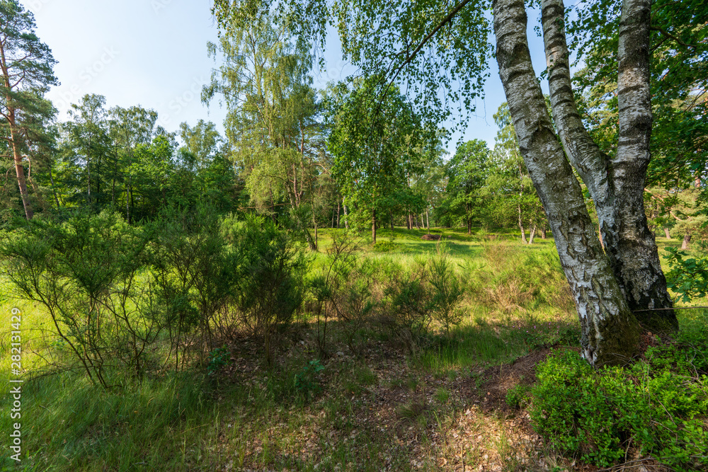 Birkenbaum in der Lüneburger Heide