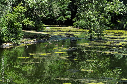 Park with pond and ducks and aquatic plants and green trees - Stockphoto