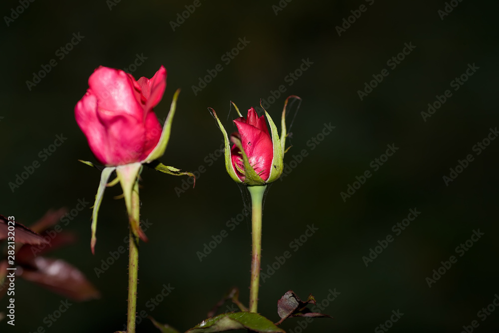 Art photo rose petals isolated on the natural blurred background. Closeup. For design, texture, background. Nature. Art photo rose petals isolated on the natural blurred background. Closeup. For design, texture, background. Nature.