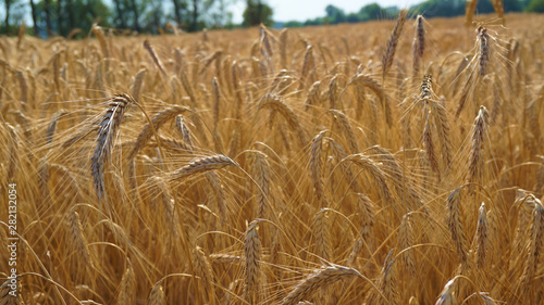 Peaceful scenery of field full of golden grain in countryside photo