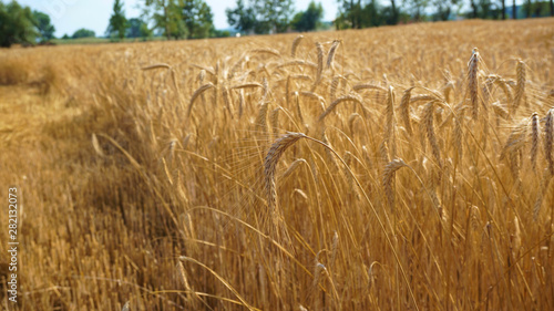 Half mowed field of grain in calm countryside photo