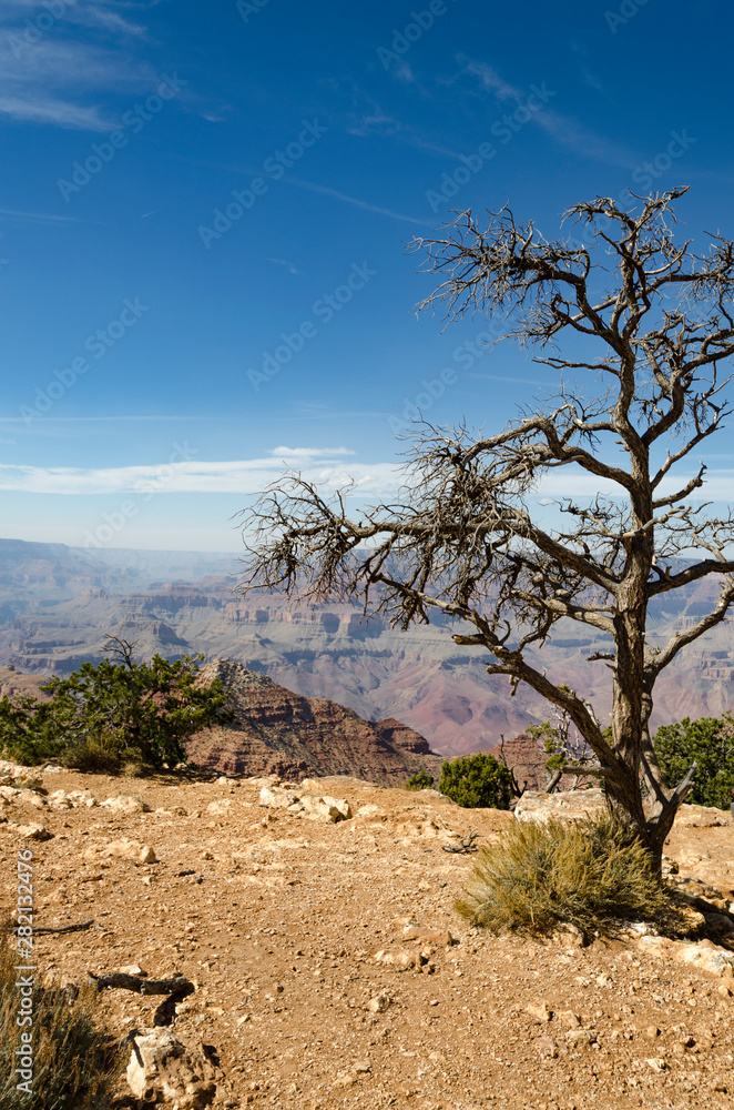 Dead Desert Tree at Grand Canyon