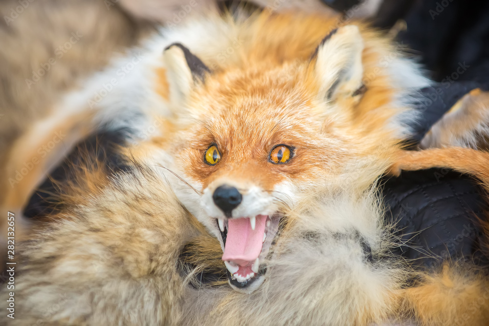 Stuffed Fox lying on the fur at the fair. Stuffed Fox lying on the fur at the fair.