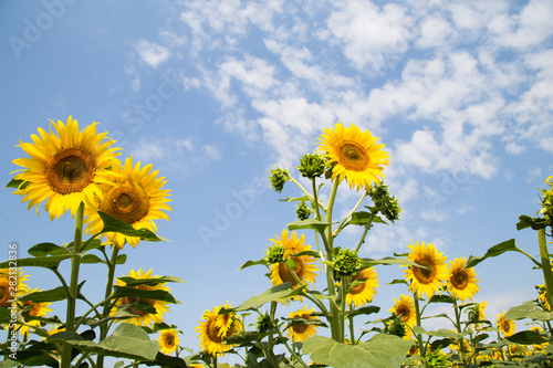 .scenic sunflower field  beautiful landscape