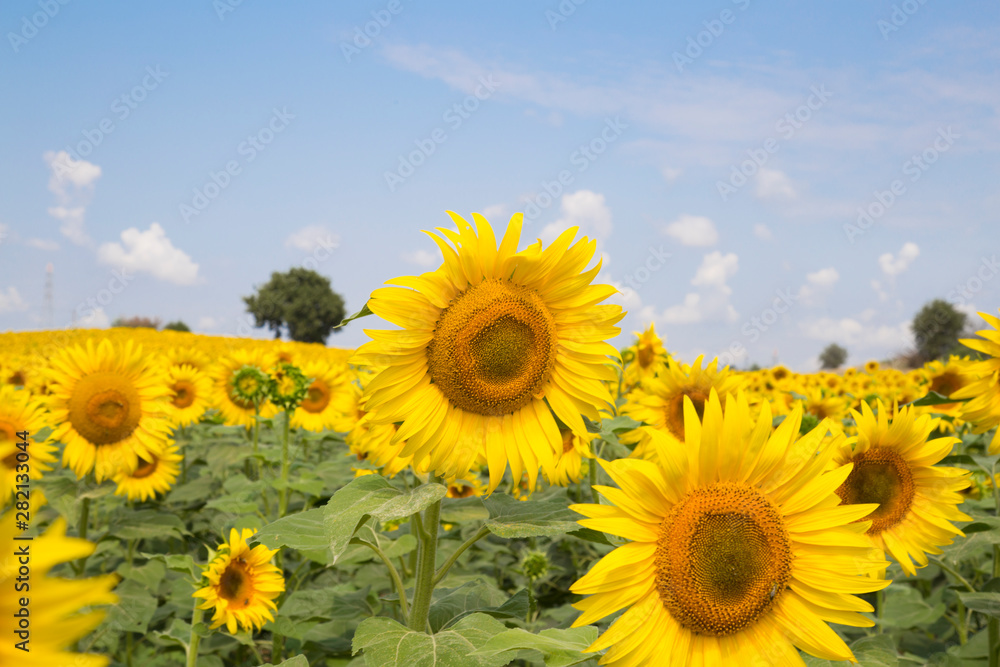 .scenic sunflower field, beautiful landscape .scenic sunflower field, beautiful landscape