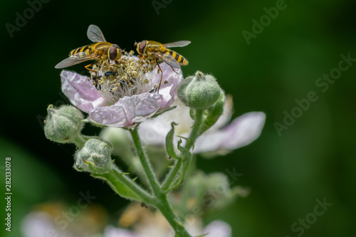Hoverflies (Epistrophe grossulariae) collecting nectar pollen from bramble blackberry flower photo