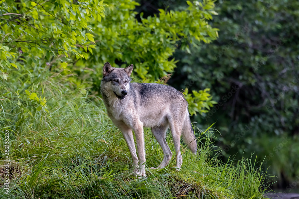 Grey Wolf poised on a Grassy Bank