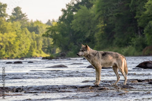 Grey Wolf walking across Rocks in a Flowing River