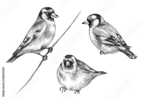 Tableau sur toile Hand Drawn Sitting Goldfinch  Birds