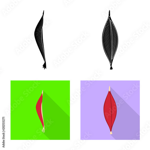 Vector design of fiber and muscular symbol. Set of fiber and body vector icon for stock.