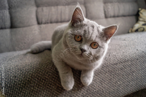 Fototapeta Naklejka Na Ścianę i Meble -  little kitten sits on the couch and looks into the camera lens while playing. selective focus