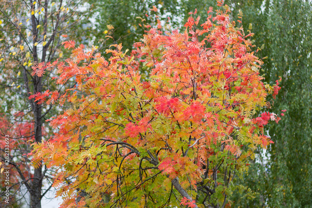 Tree with colorful leaves in the autumn park