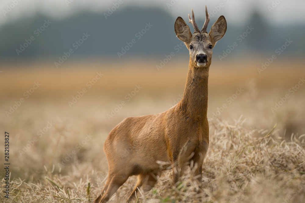 Roebuck - buck (Capreolus capreolus) Roe deer - goat Roebuck - buck (Capreolus capreolus) Roe deer - goat