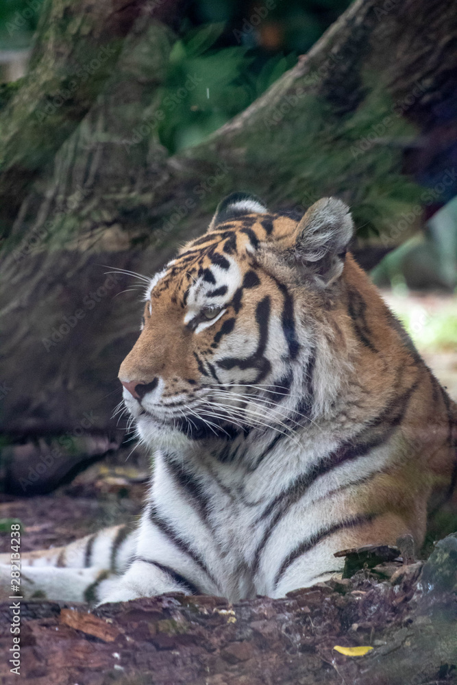 Naklejka premium Tiger in an zoo in Lignano, parco zoo punta verde