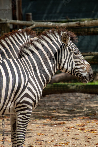 zebra in an zoo in Lignano  parco zoo punta verde