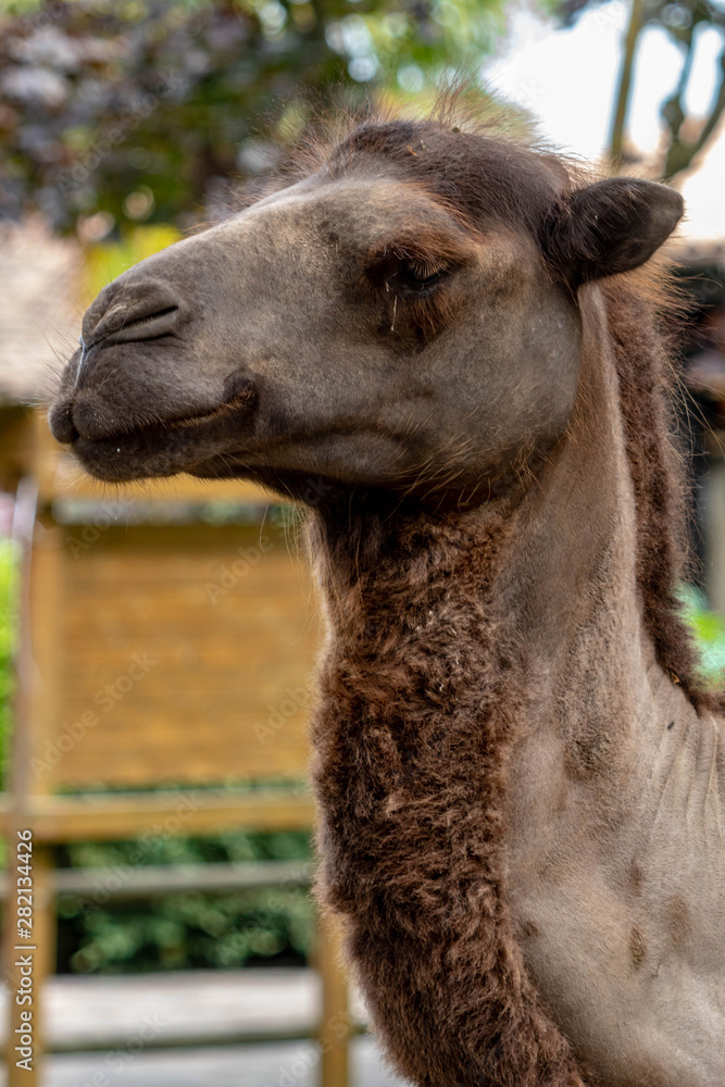 camel in an zoo in Lignano, parco zoo punta verde
