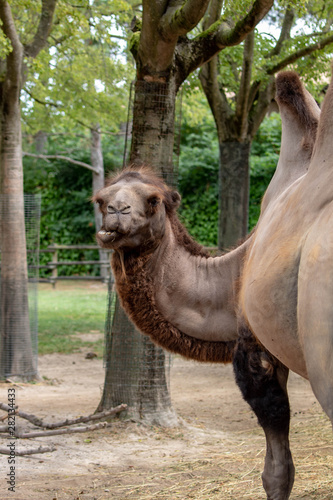 camel in an zoo in Lignano, parco zoo punta verde © Mathias Danzer