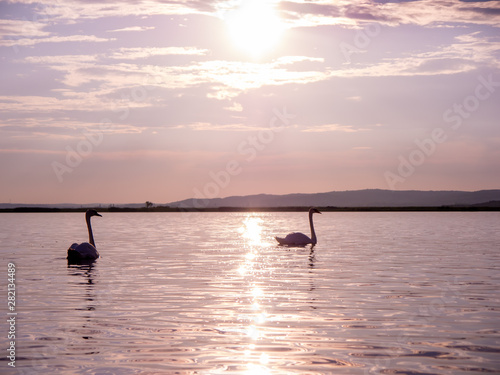 View on the swans swimming on the lake