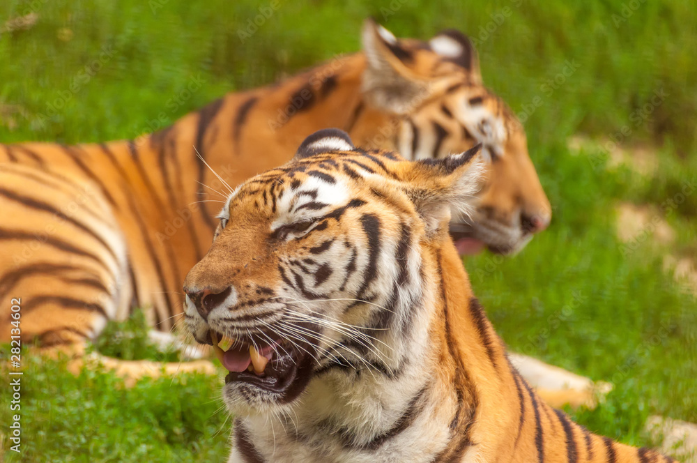 Portrait of an amur tiger in a zoo Portrait of an amur tiger in a zoo
