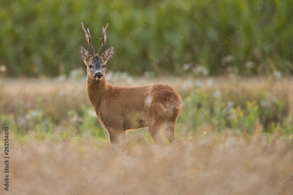 Roebuck - buck (Capreolus capreolus) Roe deer - goat Roebuck - buck (Capreolus capreolus) Roe deer - goat