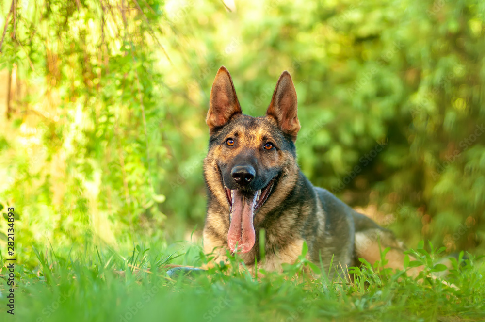 View on a german shepherd dog lying on the green grass