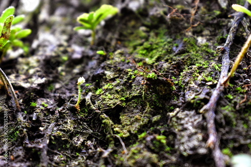 Close up of plants and moss growing on a tree