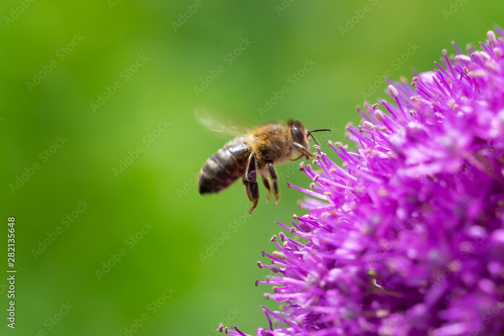 Bee flying gathering pollen or nectar on a purple giant allium flower, Allium Giganteum, with copy space. Bee flying gathering pollen or nectar on a purple giant allium flower, Allium Giganteum, with copy space.