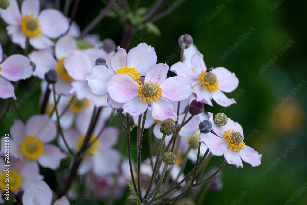 Beautiful pink flower anemones fresh spring morning on nature and fluttering butterfly on soft green background, macro. Spring template, elegant amazing artistic image, free space Beautiful pink flower anemones fresh spring morning on nature and fluttering butterfly on soft green background, macro. Spring template, elegant amazing artistic image, free space