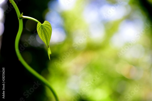 Small leaf with an ant