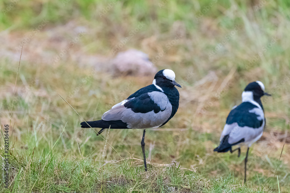 Fototapeta premium Blacksmith Plover, Vanellus armatus, african birds standing